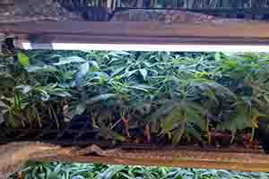 Marihuana